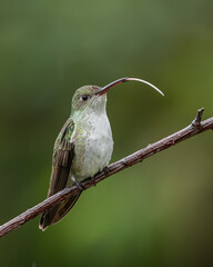 Green and white hummingbird, endemic hummingbird to peru