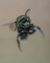 green bumblebee