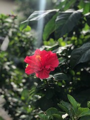 red hibiscus flower