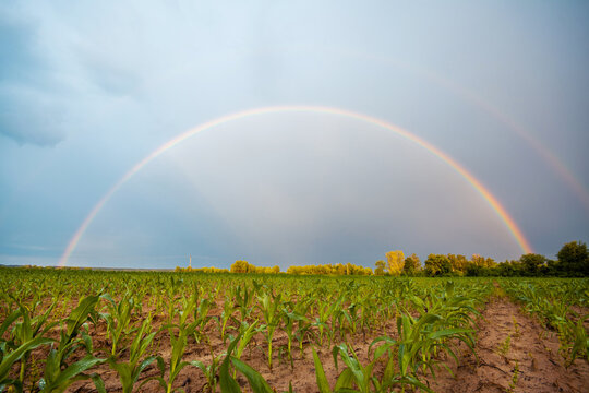 Circle of rainbow after the rain over farmers field. Corn field on the foreground