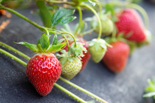 Close-up photo of fresh tasty strawberries in the morning dew waiting to be gathered. Ripe strawberry on the farm