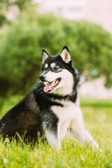 Obraz premium Husky Dog Sit In Summer Greeen Grass. Funny Lovely Pet Dog