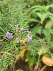 butterfly on a thistle