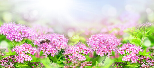 Close-up of pink flowers under summer or spring sunlight in the garden. Use natural landscape as background or wallpaper.