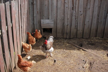 chickens in the farm