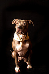 Bitbull Portrait  vor schwarzem Hintergrund