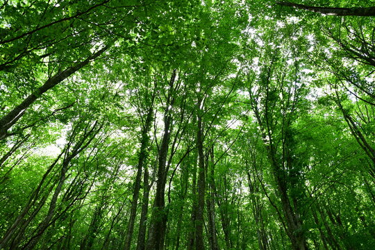 Foresta