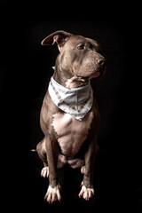 Bitbull Portrait  vor schwarzem Hintergrund