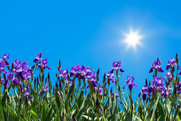 Blooming purple irises on the background of the spring sunny blue sky.