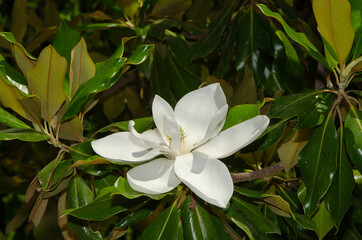 white magnolia flower 