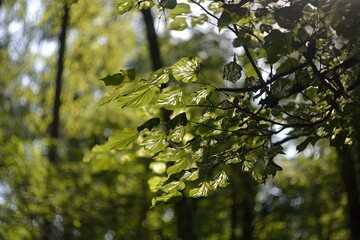 Summer green foliage, hot summer.