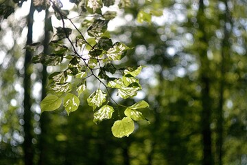 Summer green foliage, hot summer.