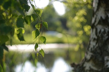 Summer green foliage, hot summer.