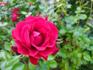 pink roses in garden