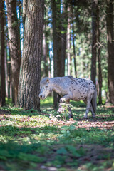 A beautiful piebald thoroughbred pony walks in the forest.