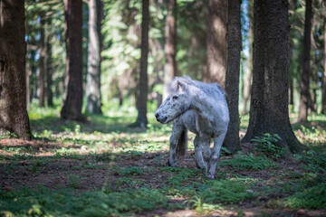 A beautiful piebald thoroughbred pony walks in the forest.