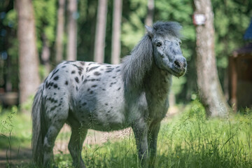 Fototapeta na wymiar A beautiful piebald thoroughbred pony walks in the forest.