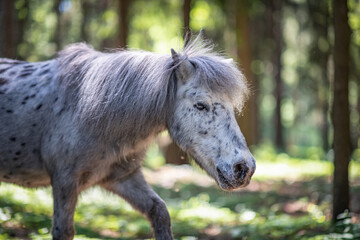 Fototapeta premium A beautiful piebald thoroughbred pony walks in the forest.