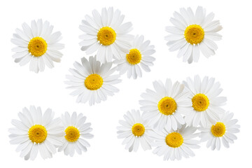 Daisies isolated on white background, collection