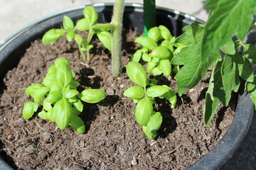 Tomatenpflanze und Basilikum