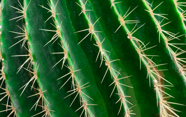 Grandipachus cactus close-up view from above. Vegetable background.