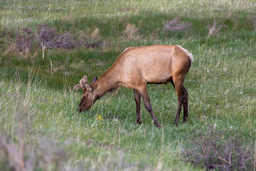Elk in the woods
