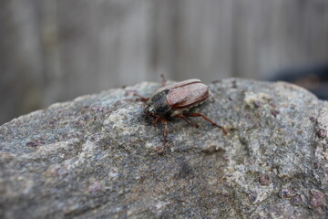 red crab on the rock