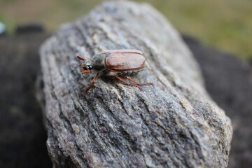 bug on wood
