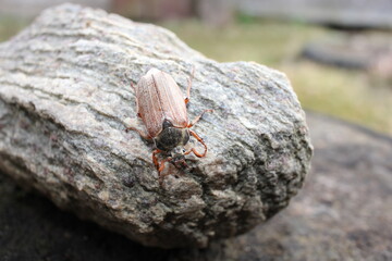 bug on a branch