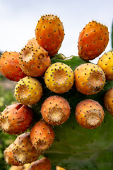 Kaktusfrüchte am kaktus