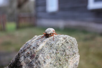 ladybird on a stone