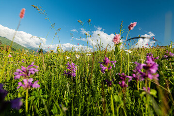 Bright floral natural background with blue and orange wildflowers growing in the meadow on a sunny day