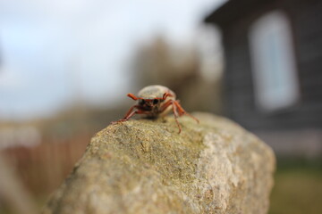 ant on a stone