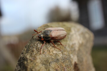 beetle on the leaf