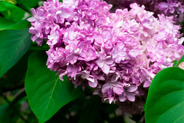 Lilac varieties Beauty of Moscow branch with flowers and green leaves close-up.