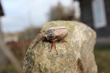 bug on the ground