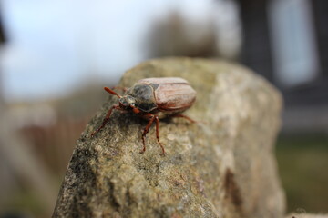 beetle on a stone