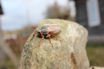 bug on the ground