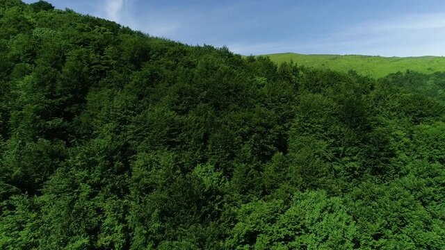 Aerial view of a beech forest in Carpathian Mountains, Ukraine. Flying over green trees forest. Mountain range Borzhava on background. Epic flight over mountain range covered by deciduous forest. 