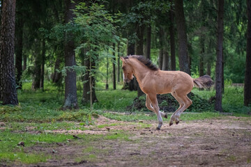 Naklejka na ściany i meble A beautiful thoroughbred playful foal runs through the forest.