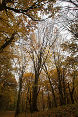 landscape of deciduous trees in the autumn season