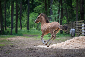 Naklejka na ściany i meble A beautiful thoroughbred playful foal runs through the forest.