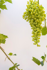 Vine leaves and bunch of grapes on an isolated white backdrop background. Text area for your messages. Vertical İmage.