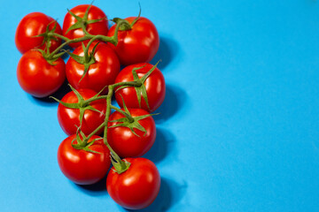 red organic tomatoes on a green branch on a blue background