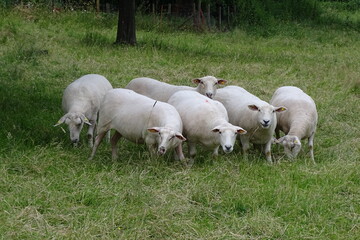 Geschorene Schafe auf der Weide