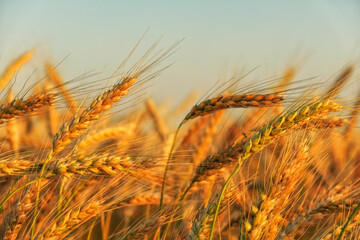 Wheat field. Ears of golden wheat close up. Beautiful Nature Sunset Landscape. Rural Scenery under...