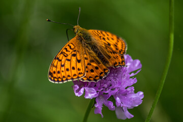Mélitée orangée sur Oeil de perdrix , en été , prairies alpines 