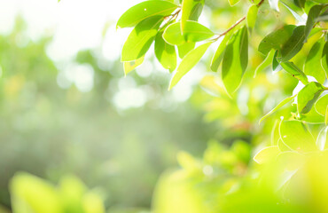 Fototapeta na wymiar Closeup beautiful blurred nature view of fresh green leaf under sunlight. Concept for background and wallpaper. Copy space for your Text. Beautiful background design.