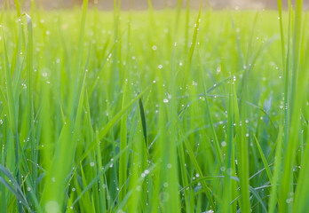 Closeup beautiful nature view of dew drops on bright green grass in the morning. Macro photo of water drops on green grass. Concept for background and wallpaper.