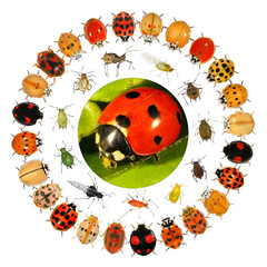 Beetles and aphids. Circular design with ladybugs (ladybird beetles) (Coleoptera: Coccinellidae) and aphids. Isolated on a white background 